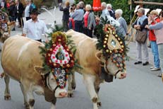 reutte almabtrieb